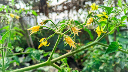 tomato flowers