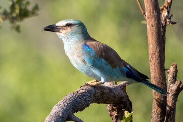 Lilac breasted roller on a branch in Kruger National Park