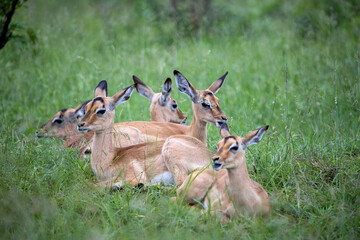 Impala in Kruger National Park