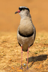 Crowned lapwing in Kruger National Park
