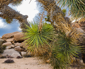 Joshua Trees (Yucca brevifolia) and Monzogranite Rock Formations on The Barker Dam Trail, Joshua...