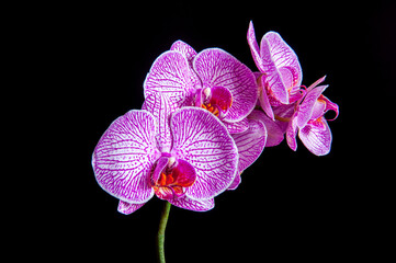 Purple orchids on black background, with red in center.