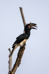 Trumpeter hornbill (Bycanistes buccinator) (Boskraai) in Kruger National Park