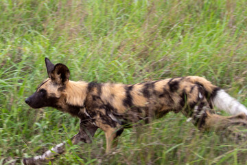 Wild dog (painted dog) in Kruger National Park