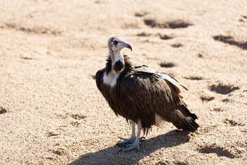 Hooded Vulture in Kruger National Park