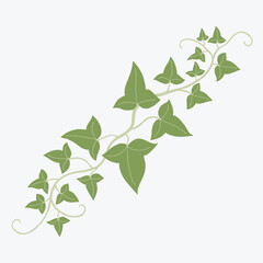 Floral ivy drawing decorative ornament flat design.
