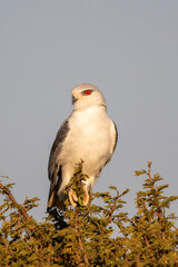 Black-shouldered Kite (Blouvalkie) (Elanus caeruleus)