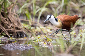 African Jacana in Kruger National Park
