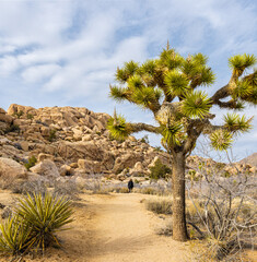 Female Hiker With Joshua Trees (Yucca brevifolia) and Monzogranite Rock Formations on The Wall Street Mill Trail, Joshua Tree National Park, California, USA