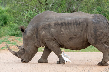 Rhinoceros in Kruger National Park