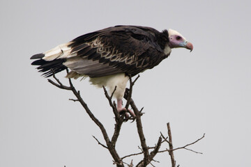 White-headed Vulture in Kruger National Park