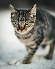 Portrait of a beautiful angry striped cat walking in a field with a blurry background