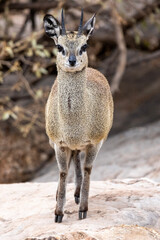 Klipspringer in Mapungubwe Nature Reserve (Oreotragus oreotragus)
