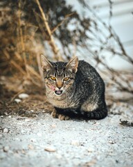 Portrait of a beautiful angry striped cat walking in a field with a blurry background