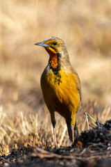 Cape Longclaw in Kruger National Park
