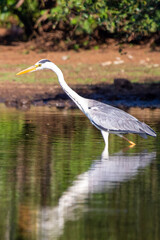 Grey Heron in Kruger National Park

