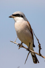 Red-backed Shrike in Kruger National Park
