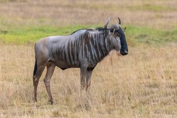 wildebeest, gnu in the savannah