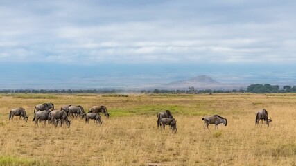 Naklejka na ściany i meble wildebeest, gnu in the savannah