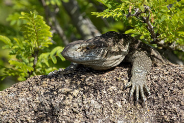 Rock monitor (Varanus albigularis),  a of monitor lizard in the family Varanidae in Kruger National Park