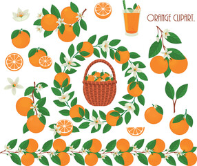 Clipart oranges. Citrus collection.