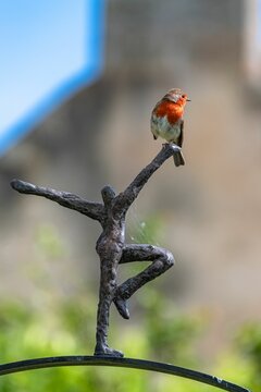 Robin in the garden, bird