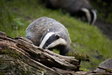Badger foraging for food around a tree stump. 