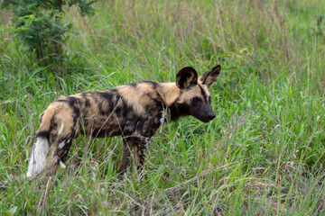 Wild dog (painted dog) in Kruger National Park
