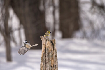 chickadee landing on a post with a gold finch
