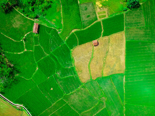 Fototapeta premium Aerial view of rice field in Indonesia
