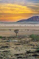 A quiver see in Namibia