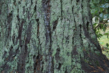 The trunk of an old tree covered with moss. Vancouver. Canada.