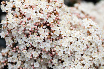 Laurustine is a species of flowering plant in the family Adoxaceae. Close up of a cyme of white-light pink flowers of the laurustinus or laurustine or laurestine.