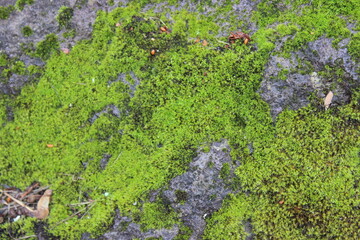 Green moss on the rocks. Vancouver. Canada.