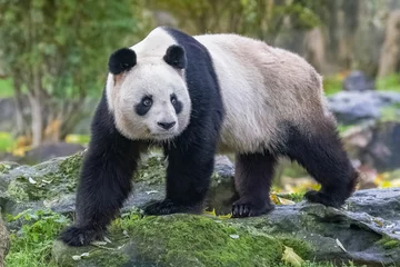 Rolgordijnen A giant panda walking, portrait   © Pascale Gueret/Wirestock Creators