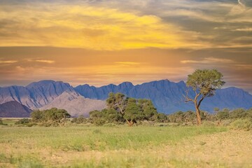 Obraz premium Namibia, the Namib desert, wild landscape