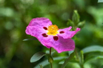 Pink rockrose in the garden, cistus purpureus