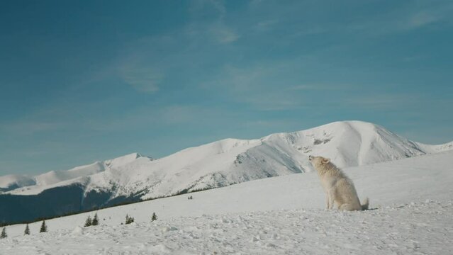 White barking dog on the background of snowy mountains. Dog in the mountains blending with the white snow colour.