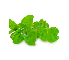 Fresh watercress isolated on white background