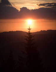 Fototapeta na wymiar Silhouette of alpine tree at sunset