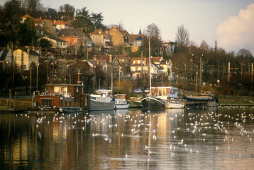 Fototapeta premium Mouette rieuse, Chroicocephalus ridibundus, Black headed Gull, La Seine, Athis Mons, 91, Essonne, France