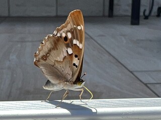 Schmetterling