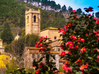 Italia, Toscana, Lucca, il paese di Pieve di Compito, veduta del pese e la chiesa di  Sant'Andrea, con camelie. - 583163352