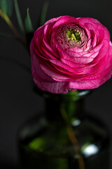Still life with bright pink ranunculus flower  in the glass vase . Dark background. Selective focus.