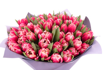 pink tulips isolated on white