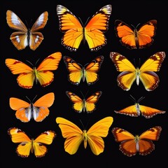 Fototapeta na wymiar Collection of orange butterflies with black background Generative AI Illustration
