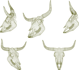 sketch vector illustration of a cow skull with horns