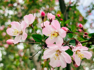Fototapeta na wymiar pink magnolia tree blossom