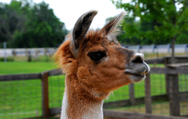 Alpaca in Profile