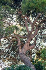 The height of a tree